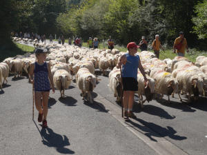 Transhumance arev en Vendée